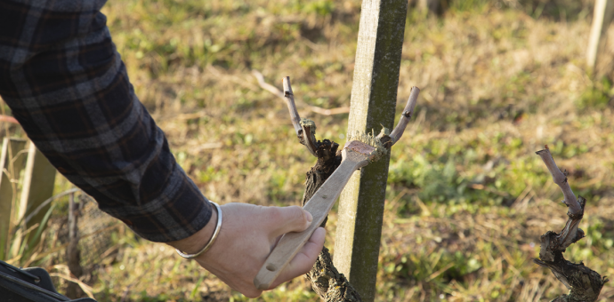 Le badigeon : soigner  la vigne après la taille
