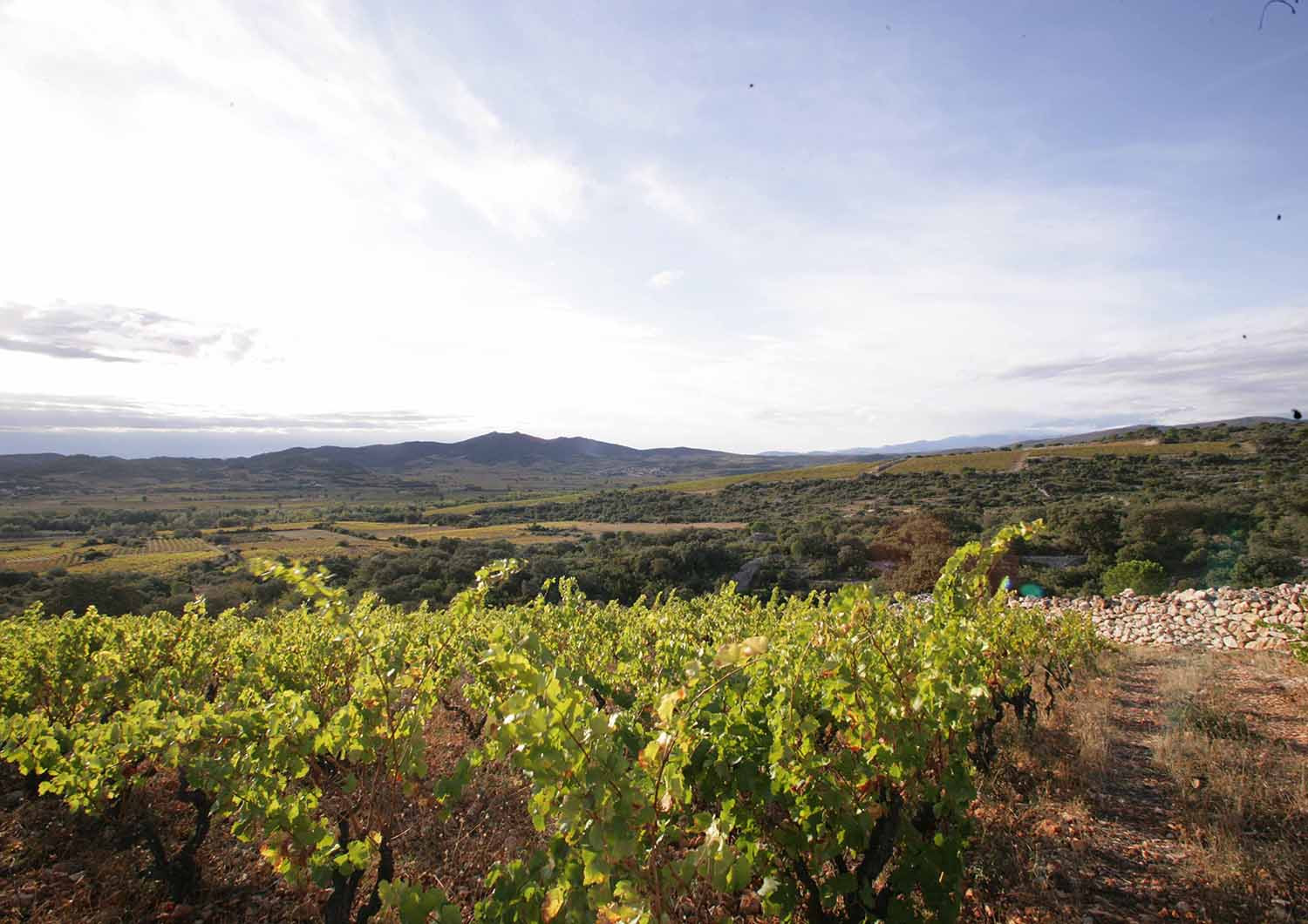 Vigne Côtes du Roussillon