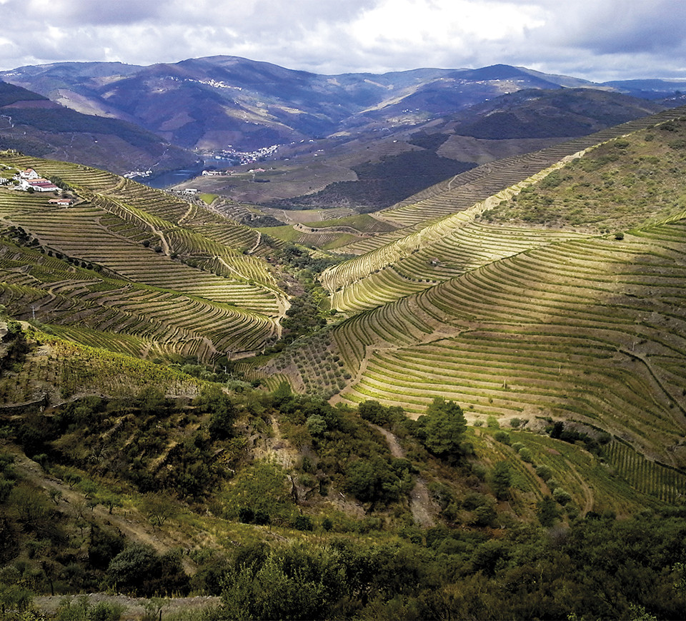 La vallée du Douro couverte de vignes sous un ciel magnifiquement bleu.