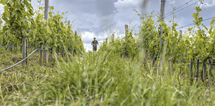 La vigne plus résiliente grâce à la biodynamie
