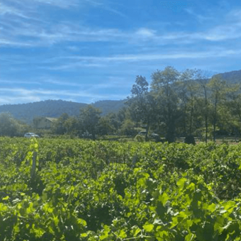 Le millésime 2023 en Provence : Entre fraîcheur printanière et canicule estivale