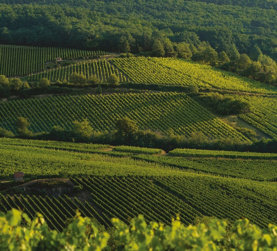 Schieferkopf vineyard, alsatians wines