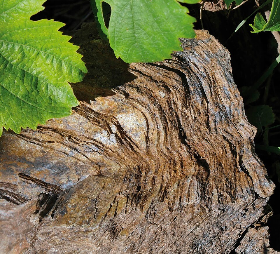 Le terroir unique de Schieferkopf Schieferkopf terroir vins Alsace