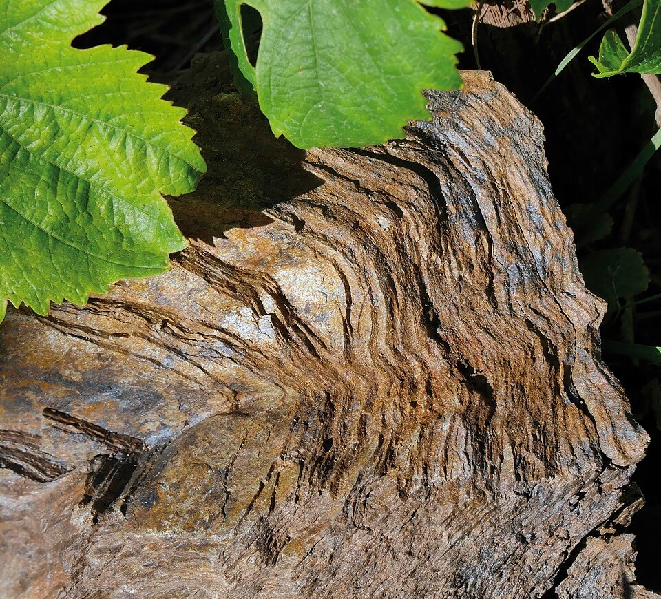 Schieferkopf terroir vins Alsace