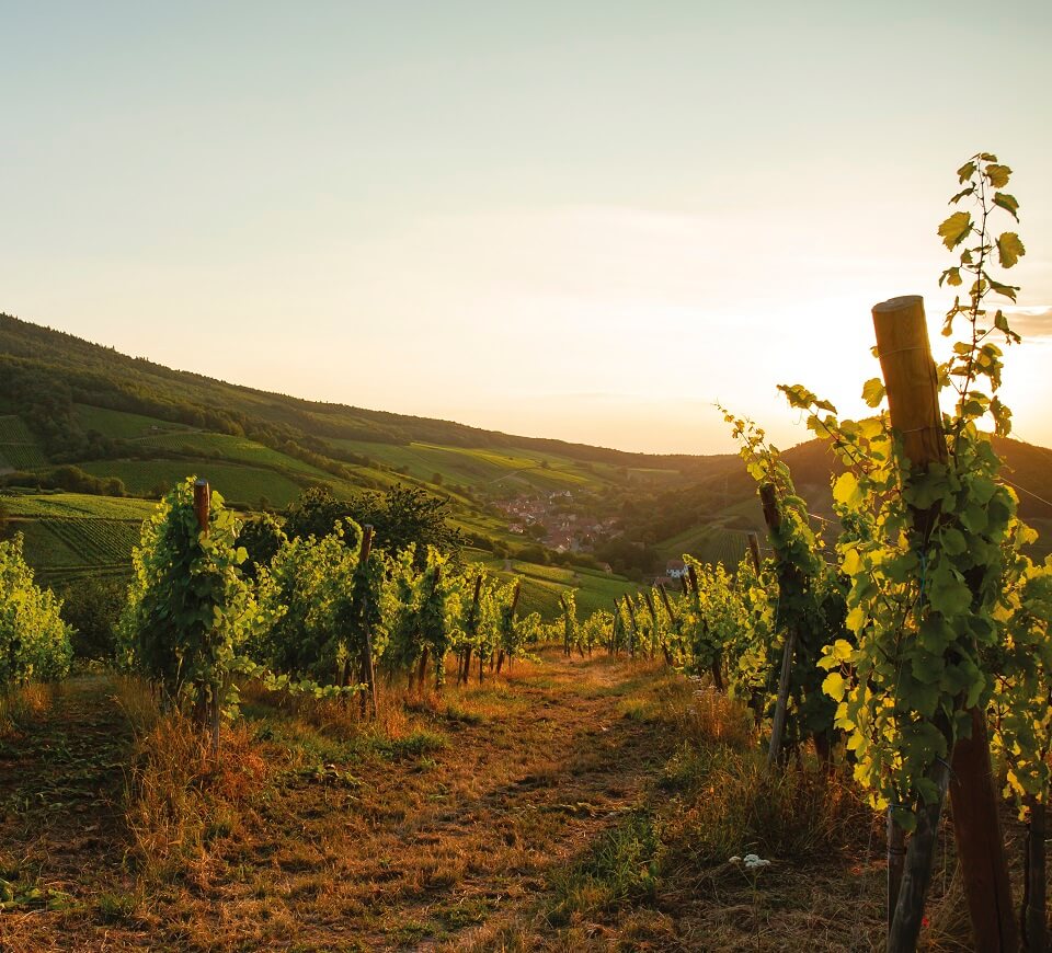 Summer into the vines of Schieferkopf