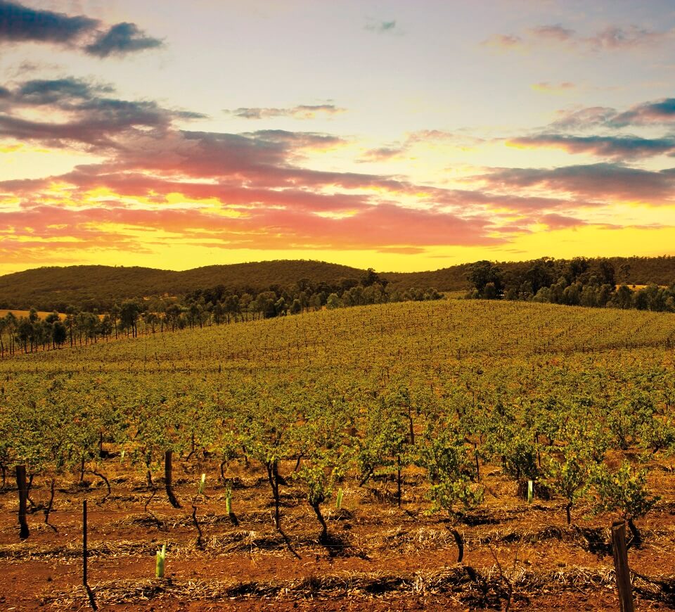 Domaine Tournon Australie vignes