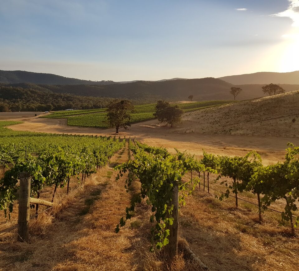 Les vignes australiennes du Domaine Tournon