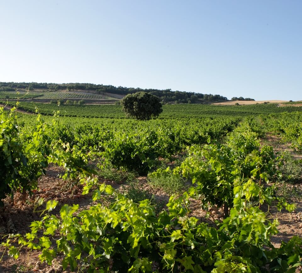 Vignes Dominio Del Soto