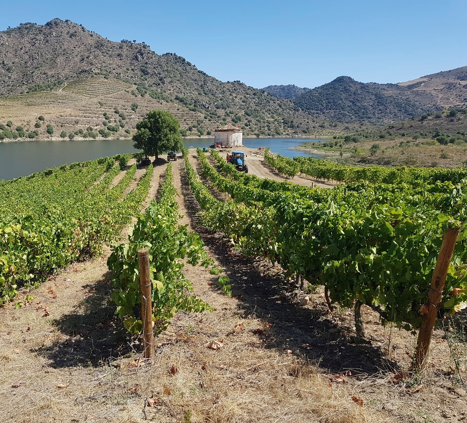 Portugal vignes Dos Lusiadas