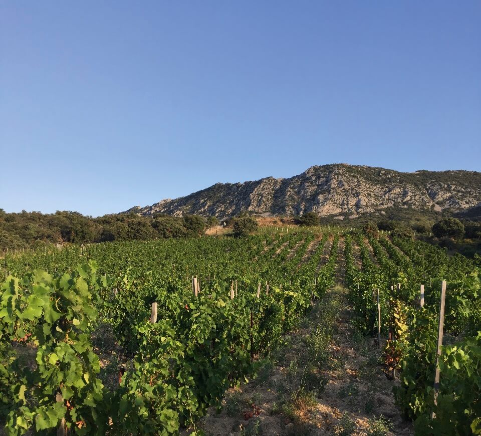 Roussillon vines