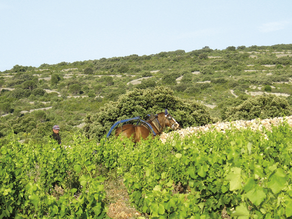 Rapport Vendanges Roussillon Domaine Bila Haut Chapoutier