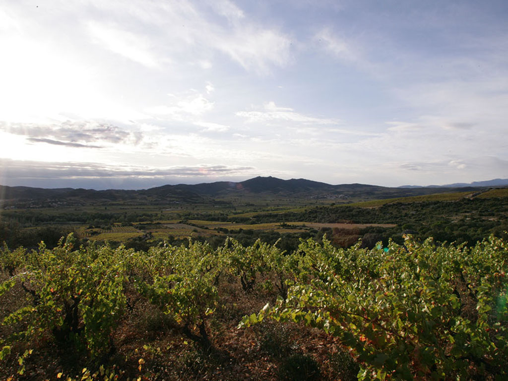 Rapport Vendanges Roussillon Domaine Bila Haut Chapoutier