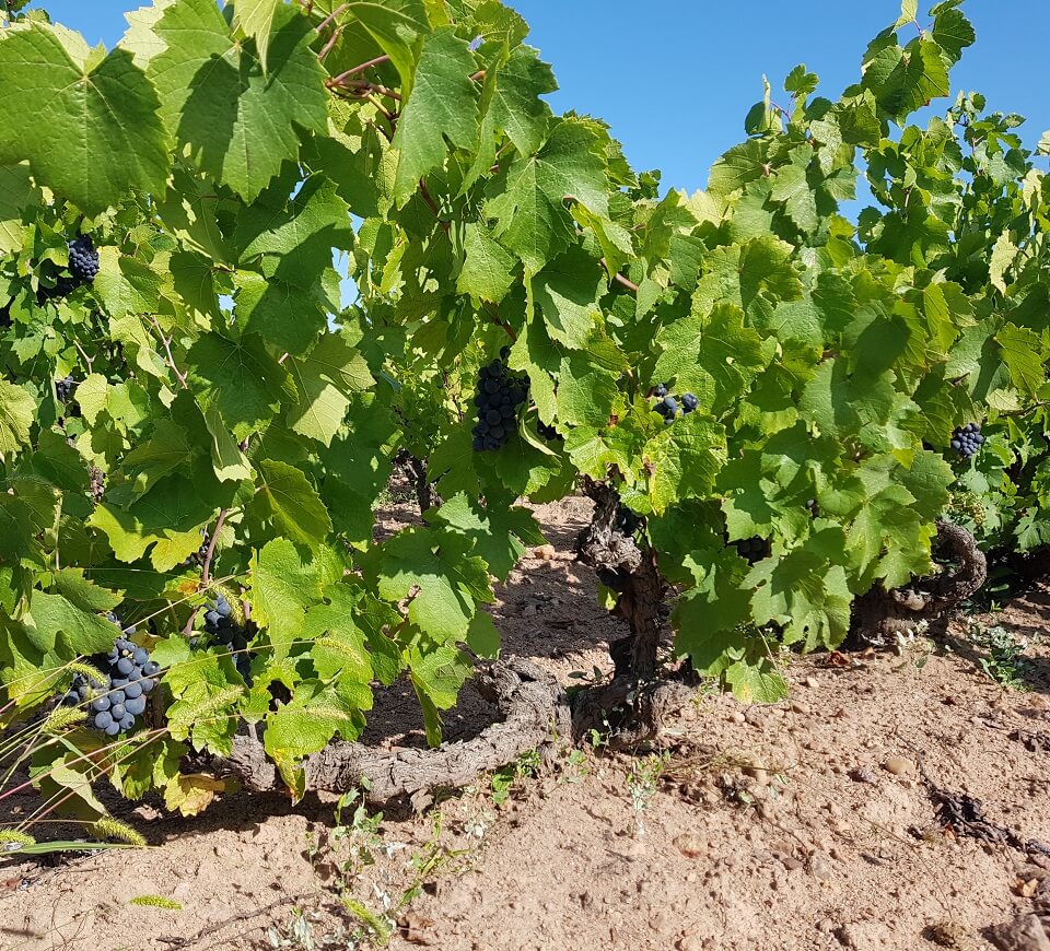 Maison Trenel harvest burgundy beaujolais