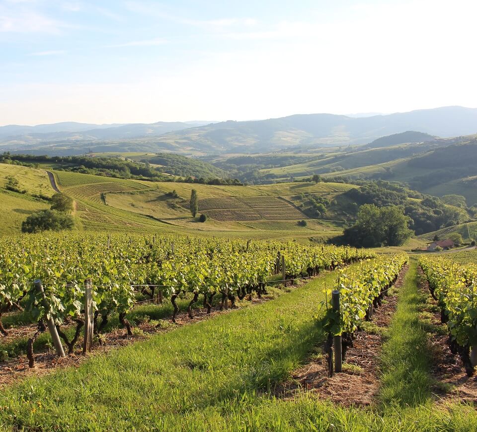 Maison Trenel vignes Beaujolais Bourgogne