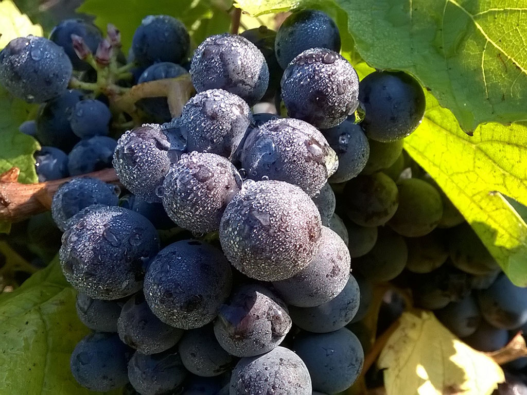 Rapport Vendanges Beaujolais Bourgogne Maison Trenel Chapoutier