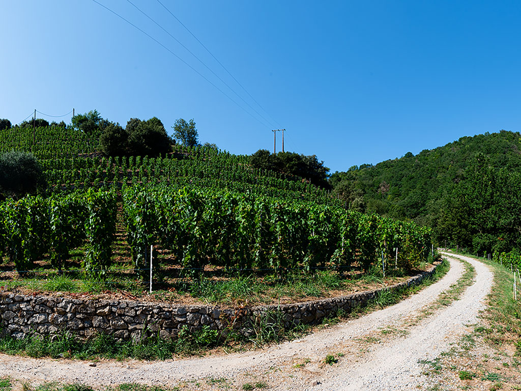 Rapport Vendanges Vallée du Rhône M. CHAPOUTIER