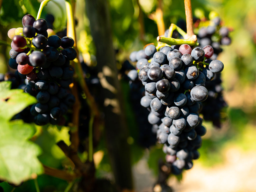 Rapport Vendanges Vallée du Rhône M. CHAPOUTIER