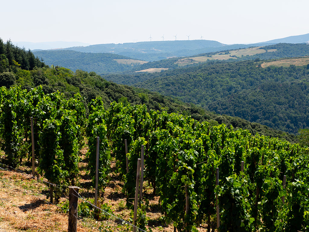 Rapport Vendanges Vallée du Rhône M. Chapoutier