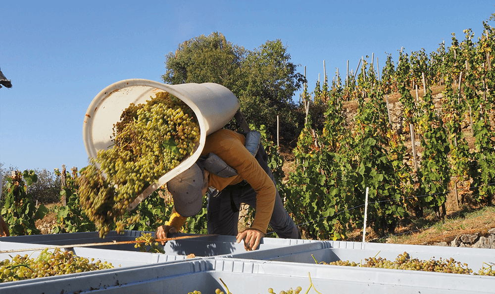 Vendanges