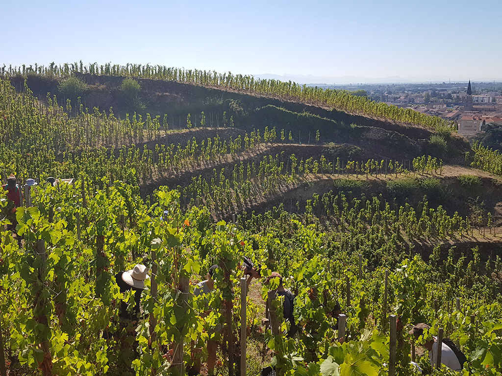 Rapport Vendanges Vallée du Rhône M. CHAPOUTIER