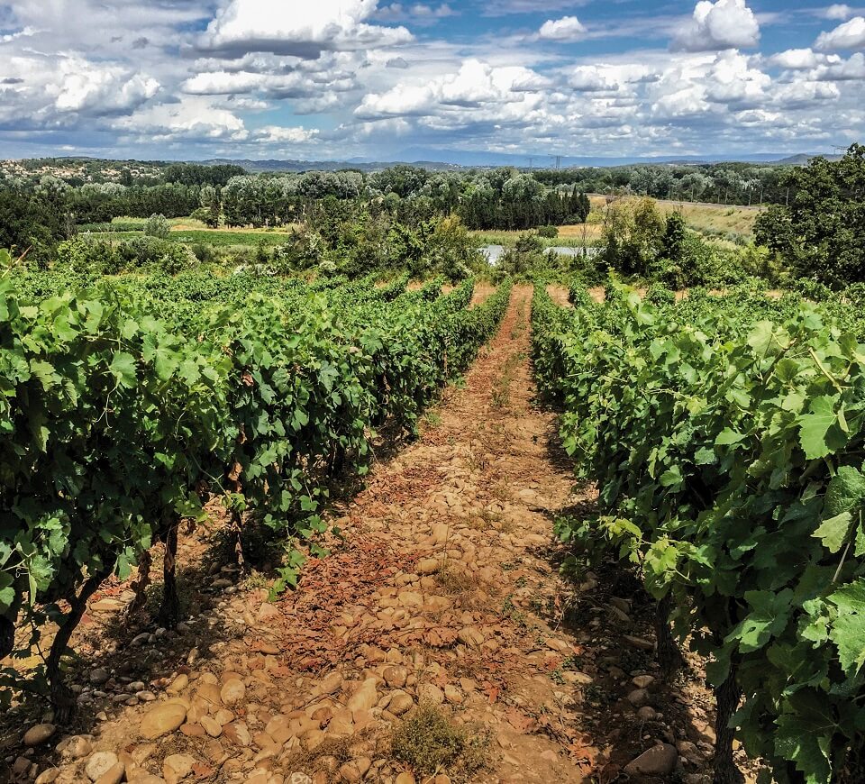 vines Rhone Valley M Chapoutier