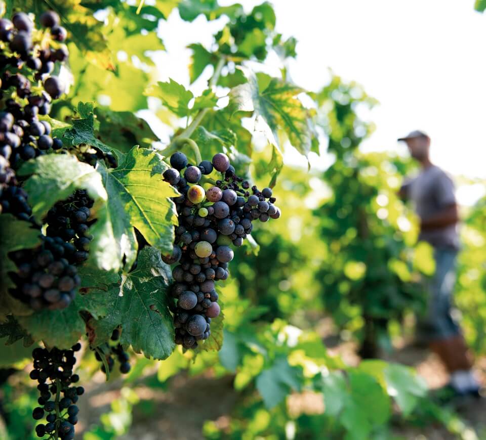 Grappes de raisin Vallée du Rhône M Chapoutier