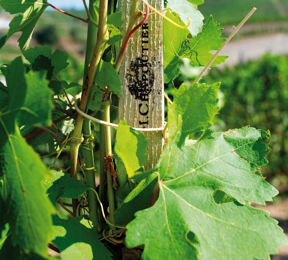 Vines M Chapoutier in the Rhone Valley