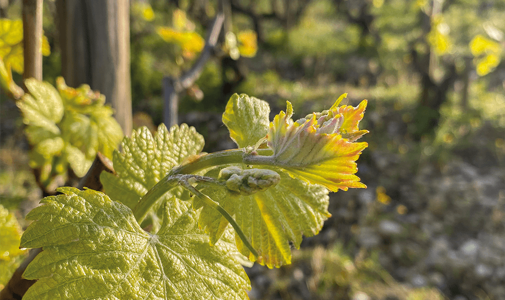 Bourgeon des vignes