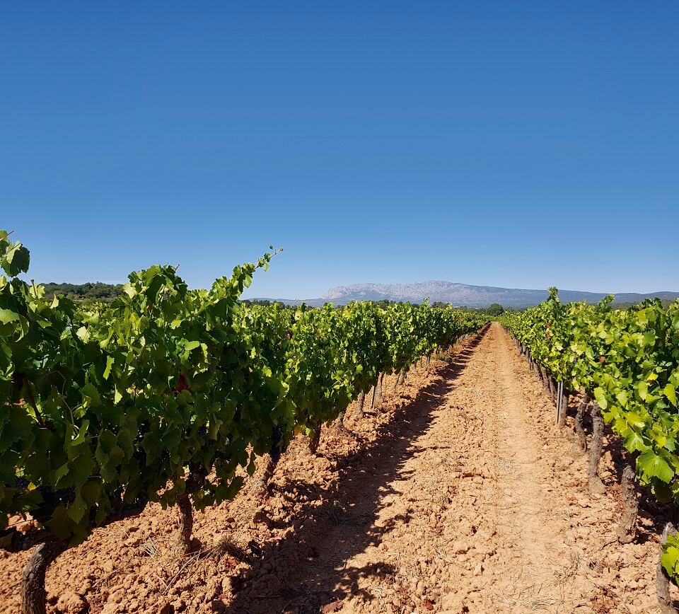 Vignes Château des Ferrages Provence