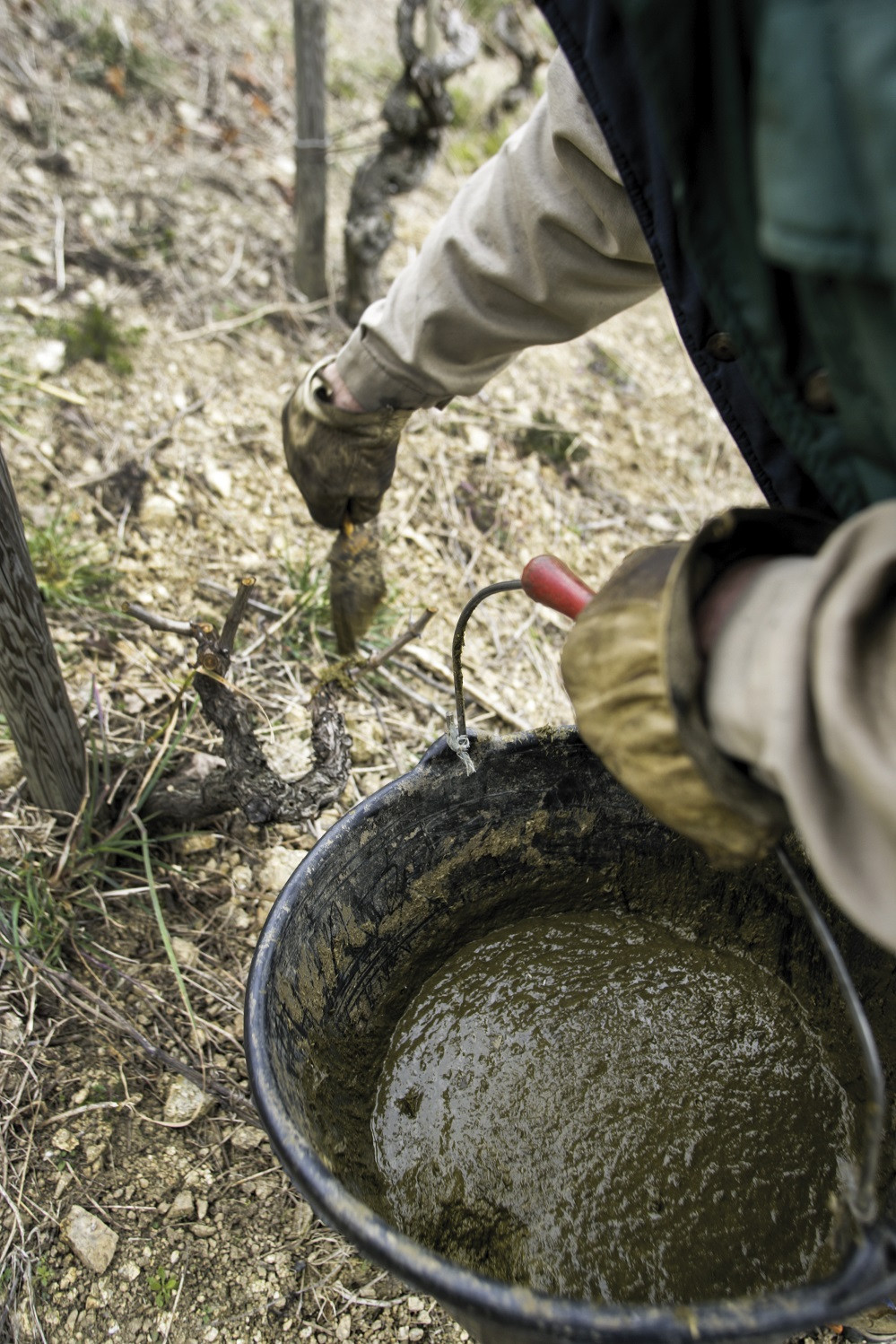 Un homme en train de traiter à la bouse de corne l'un de nos ceps de vignes cultivées en biodynamie.