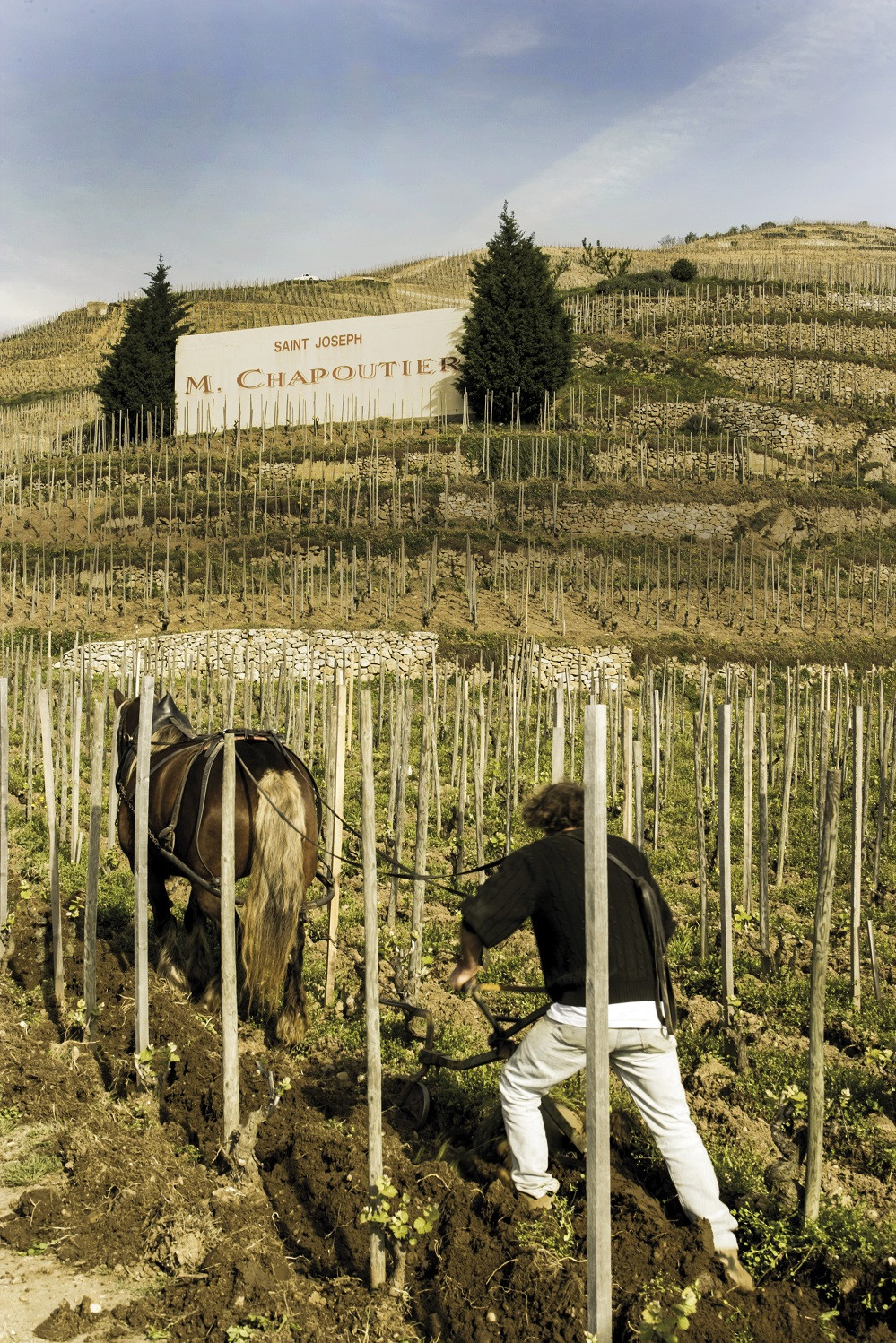 Tulipe dans les vignes, notre cheval de trait en train de décavaillonner les vignes de l'Ermitage.