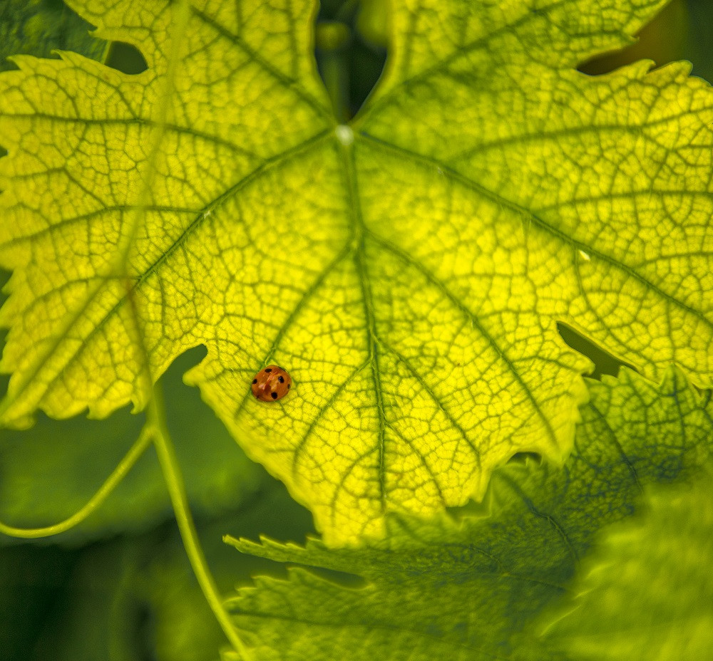 Une coccinelle sur une feuille de vigne.