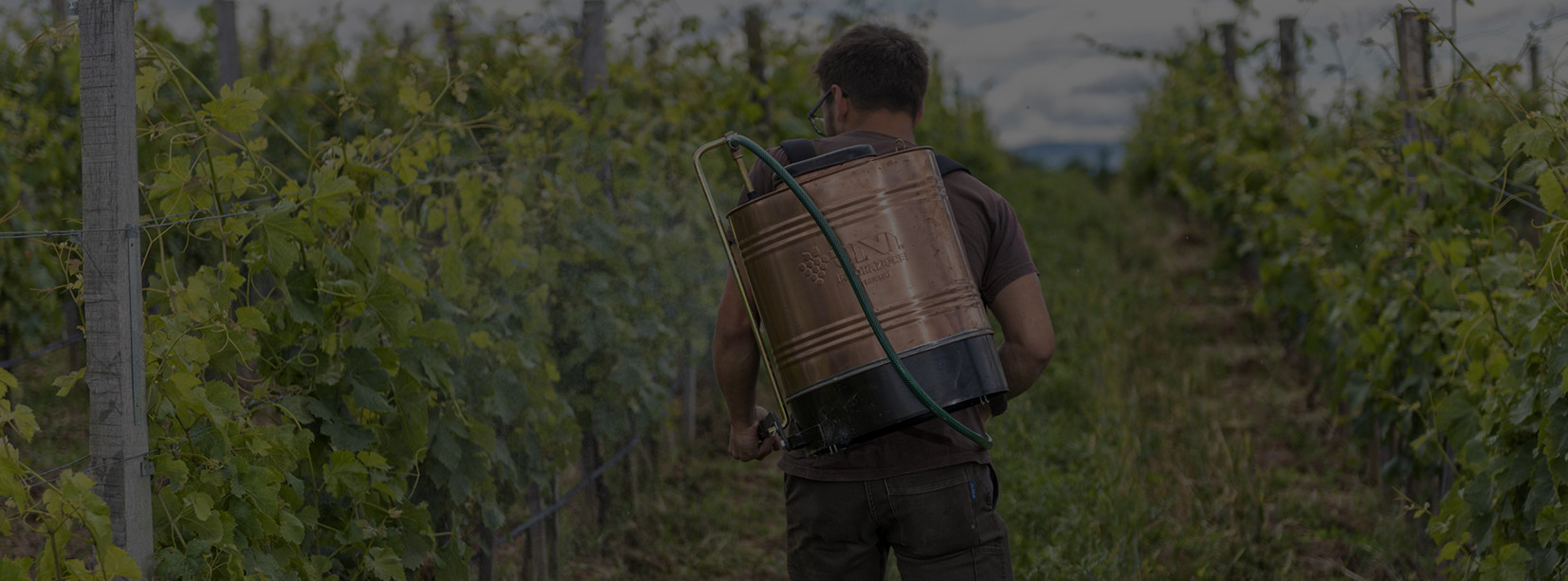 De dos, Maxime Chapoutier dans les vignes, porte le réservoir en cuivre permettant la pulvérisation sur les vignes.