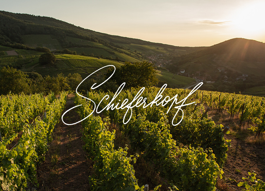 Les vignes du vignoble Shierferkopf au couché du soleil.