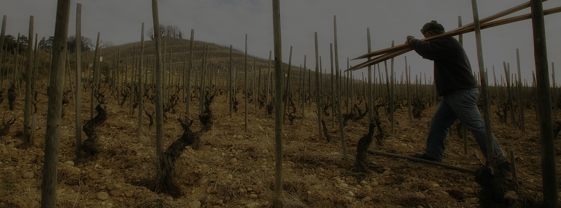 Un homme marchant dans nos vignes de l'Hermitage portant un pieu destiné à servir de tuteur à la vigne.