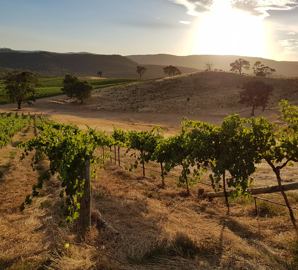 Les vignes australiennes sous un couché de soleil.