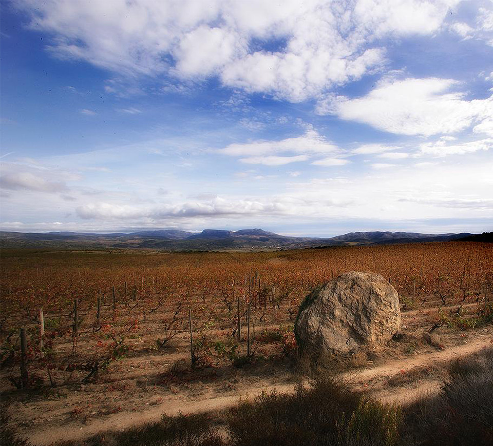 Les vignes du Roussillon en hiver.