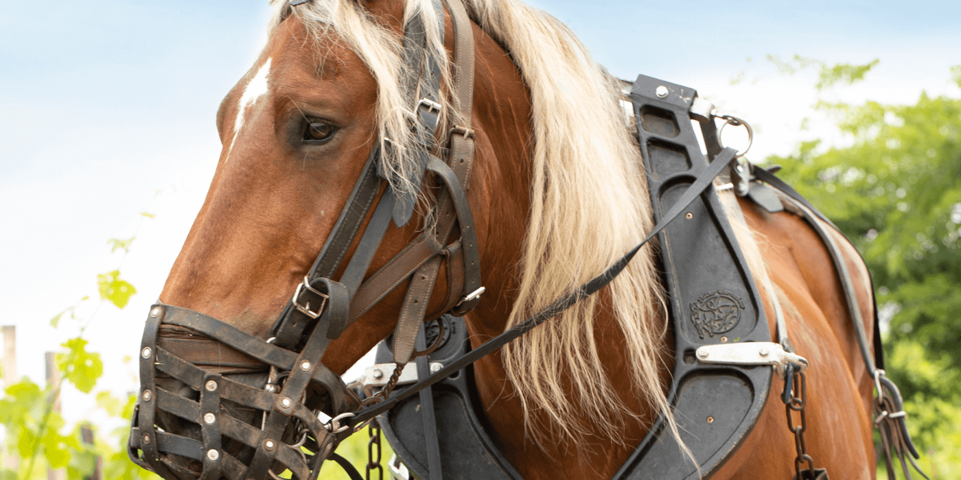 Le travail de la terre avec un cheval