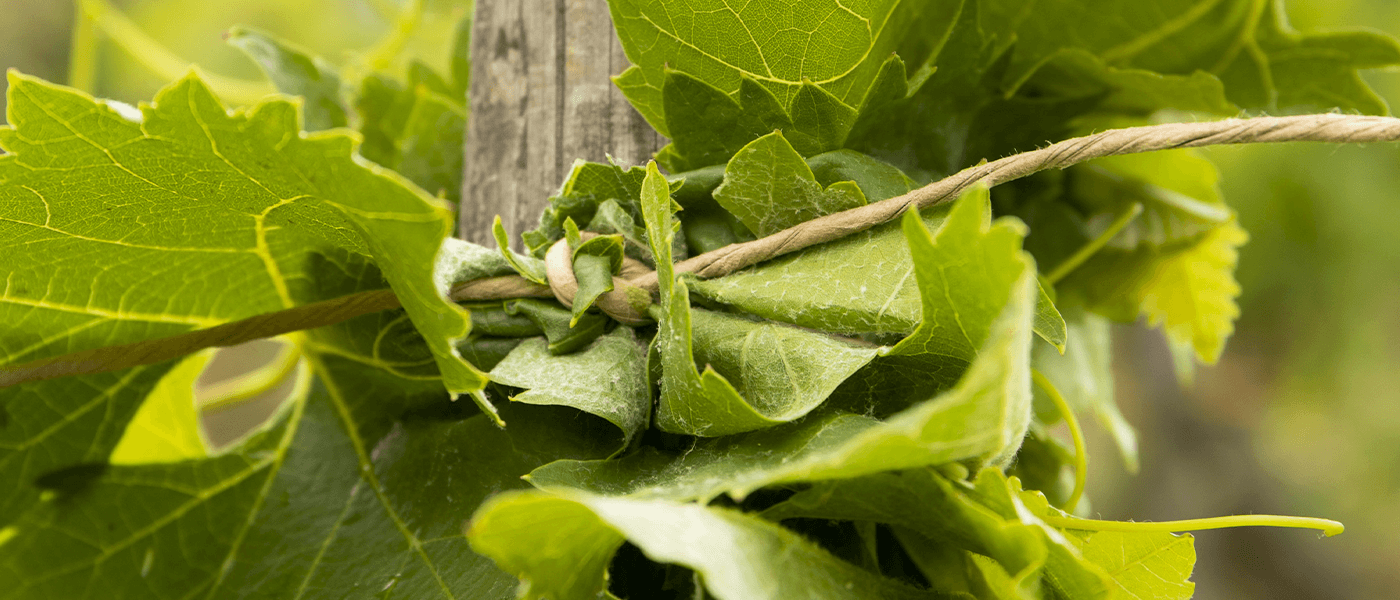 L'attachage des vignes : une étape primordiale pour la plante