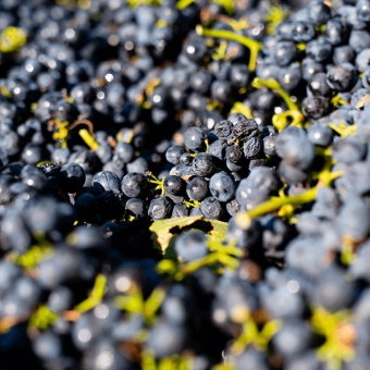 Les levures et le vin : Michel Chapoutier nous dit tout