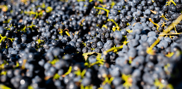 Les levures et le vin : Michel Chapoutier nous dit tout