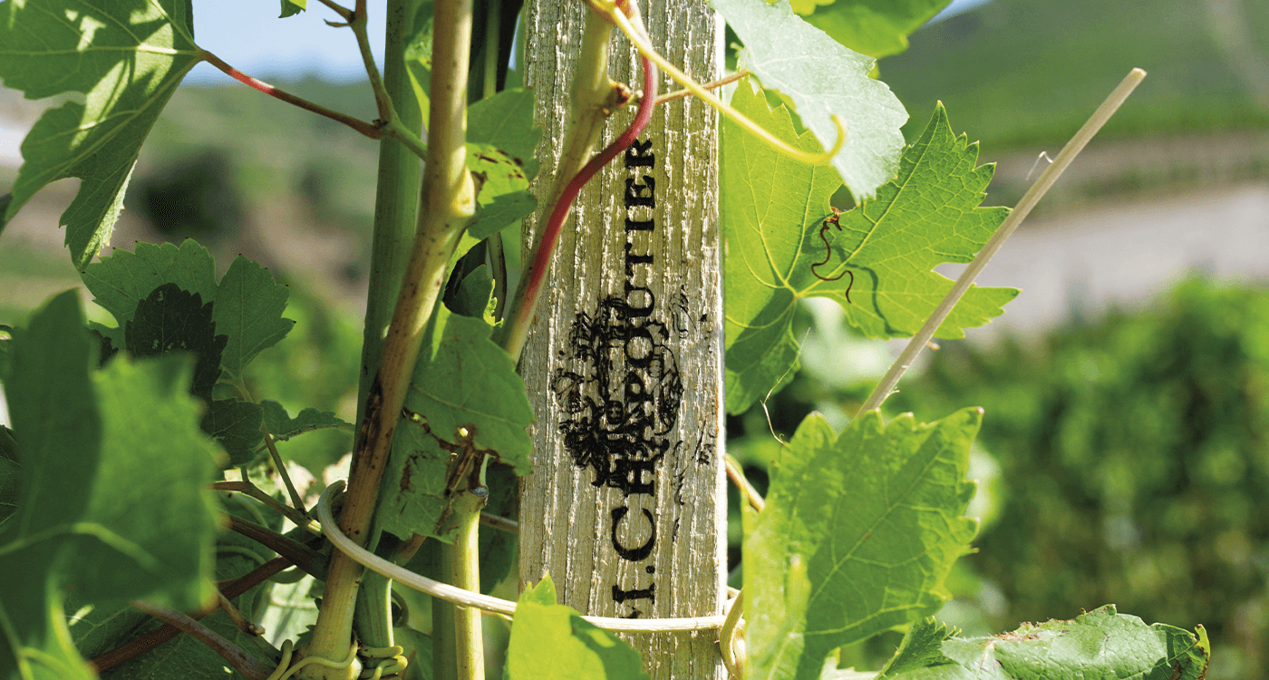 Les échalas dans les vignes : c'est quoi ces bâtons ? 