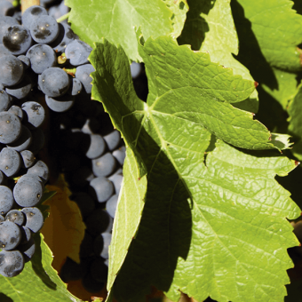 Crozes-Hermitage : une appellation mais aussi une Sélection Parcellaire de la Maison M. CHAPOUTIER