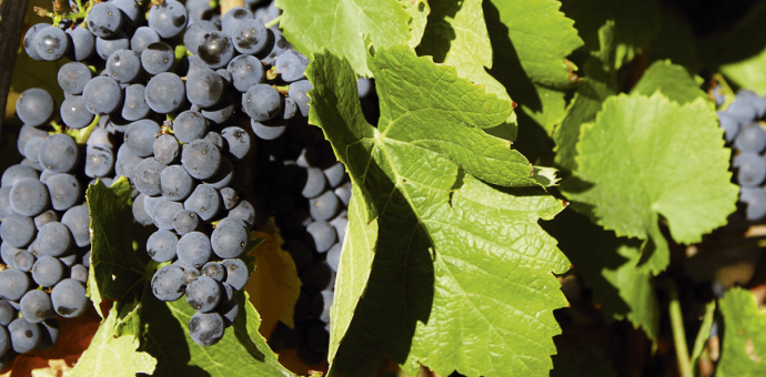 Crozes-Hermitage : une appellation mais aussi une Sélection Parcellaire de la Maison M. CHAPOUTIER