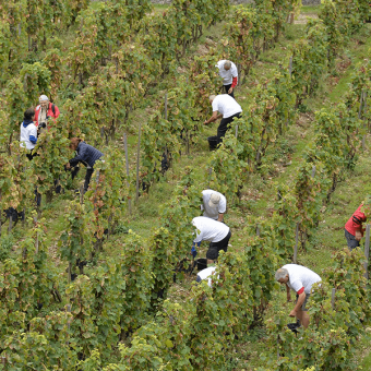 Les Vendanges du Coeur 2024