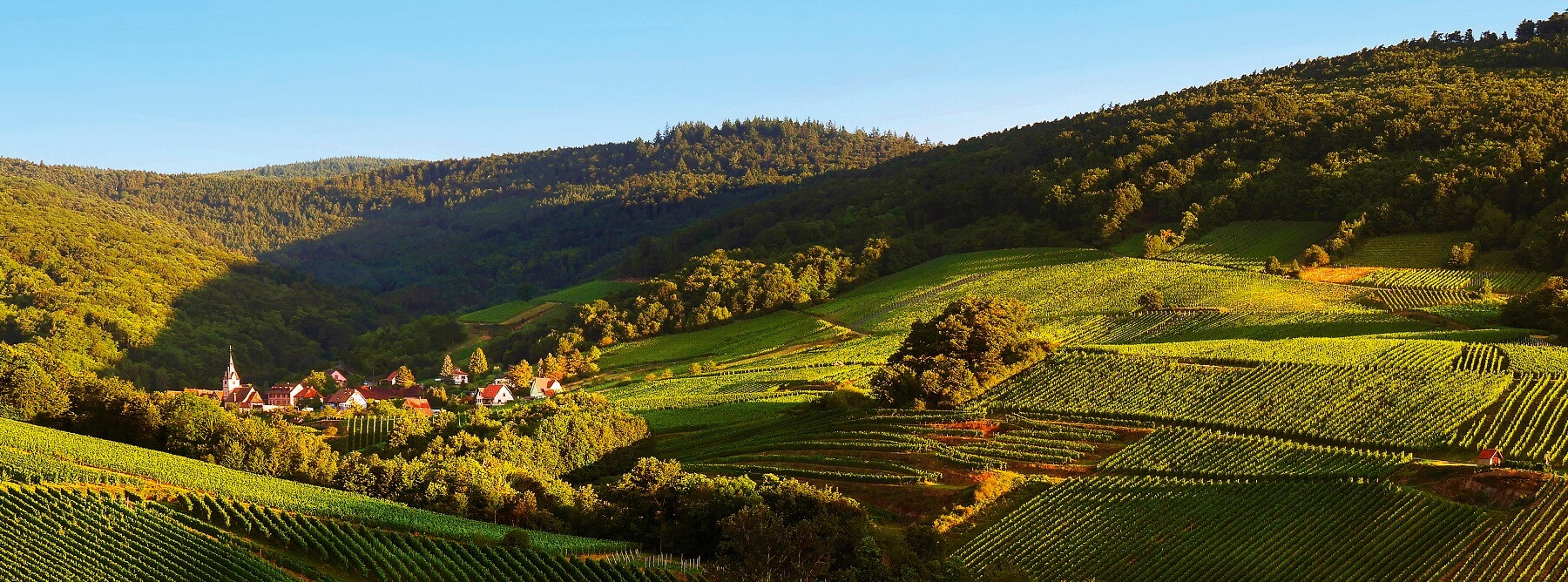 Les vins alsaciens : un millésime 2019 de contrastes climatiques