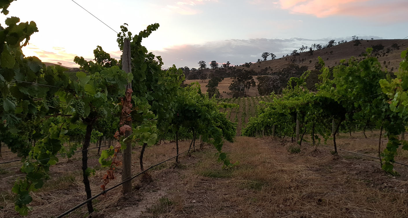 Les vins australiens, un millésime 2020 de qualité supérieure à la quantité