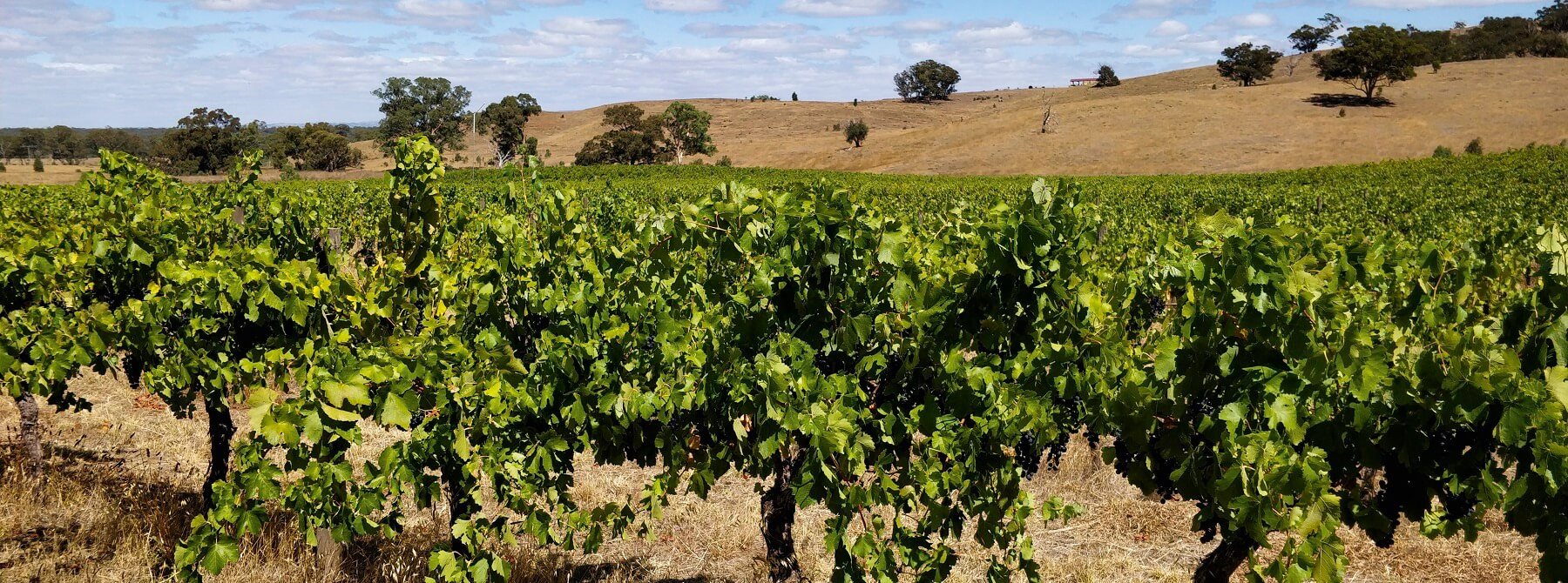 Australians wines : an amazing vintage 2019