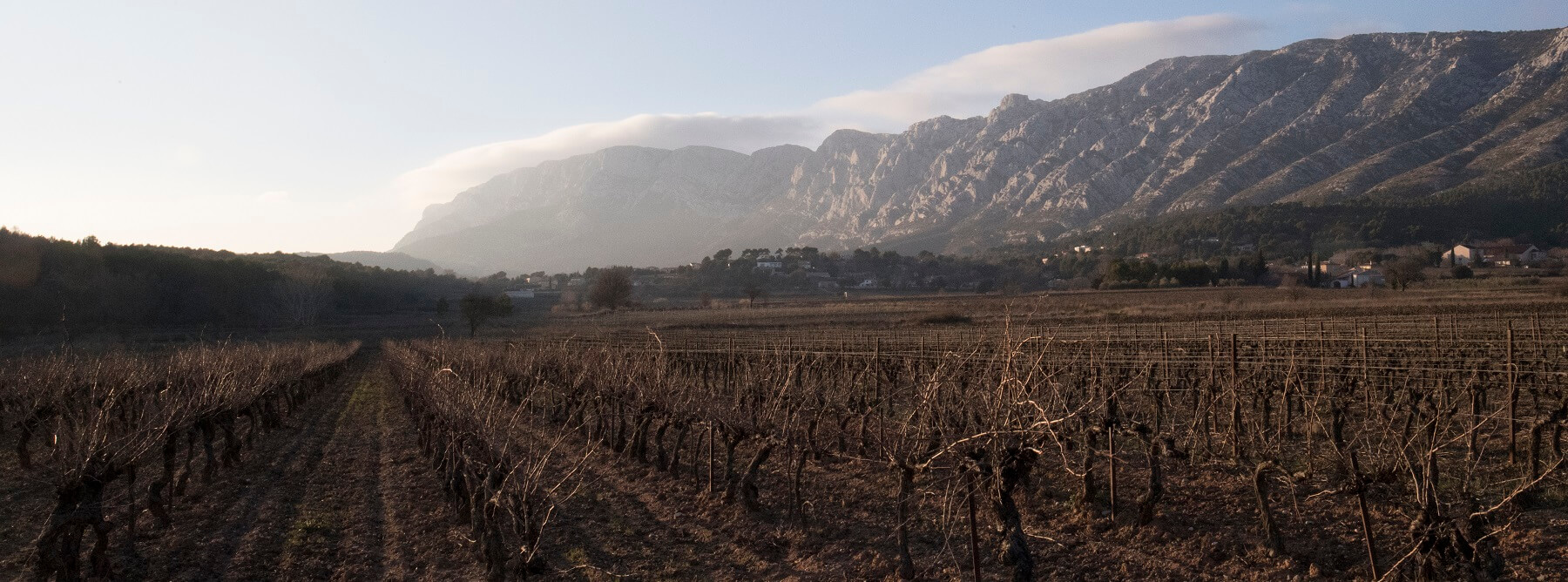 Provence : wines well-balanced for the vintage 2019