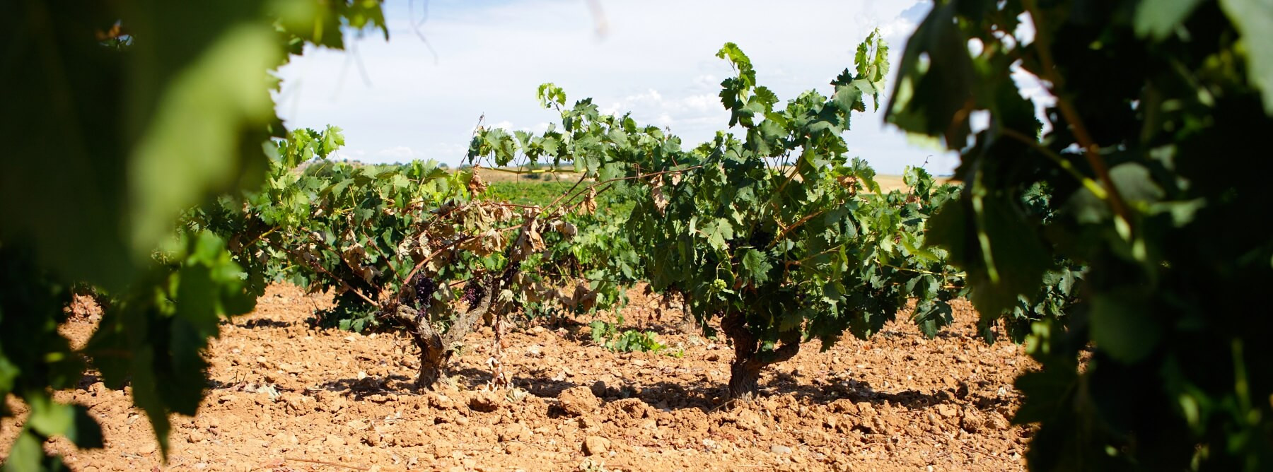 Ribera Del Duero : a beautiful 2019 vintage for spanish wines